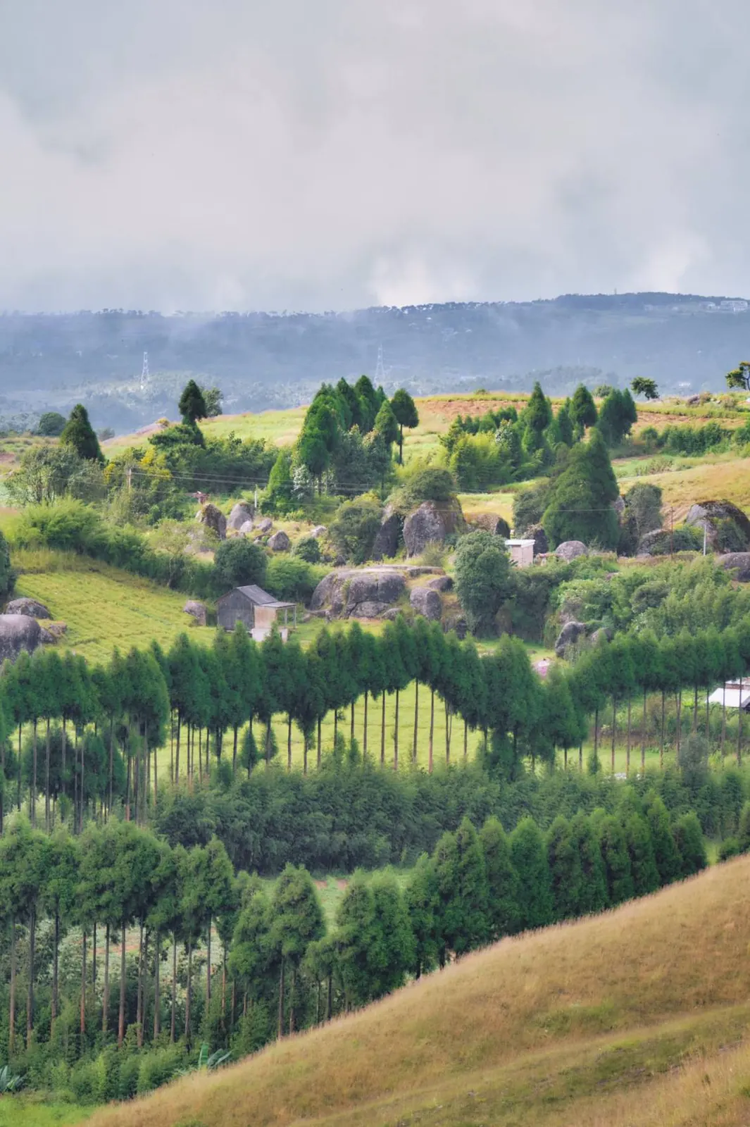 Rolling green hills of Meghalaya with boulders, pine rows and low cloud