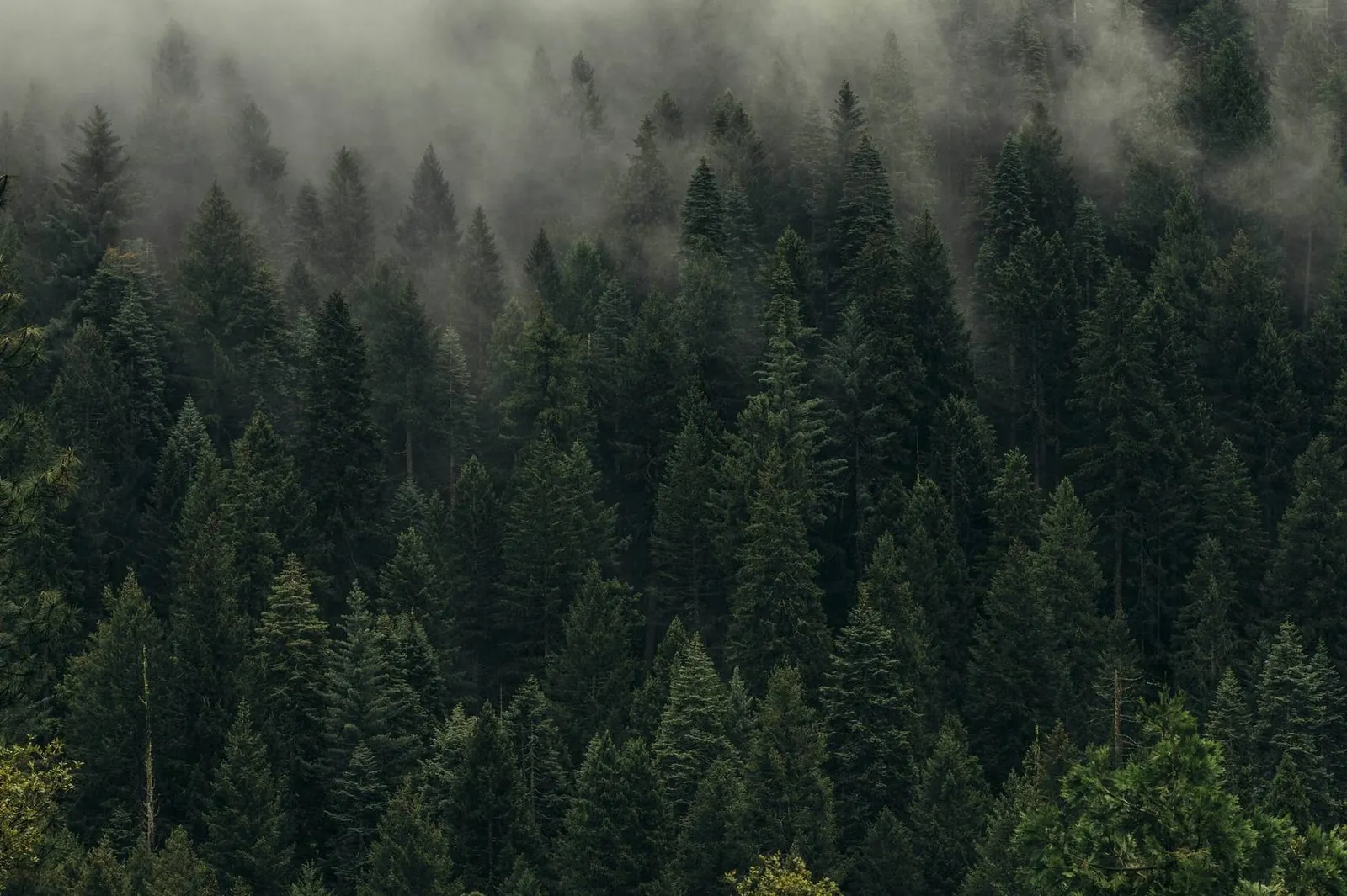 Sunrise light through a misty pine forest
