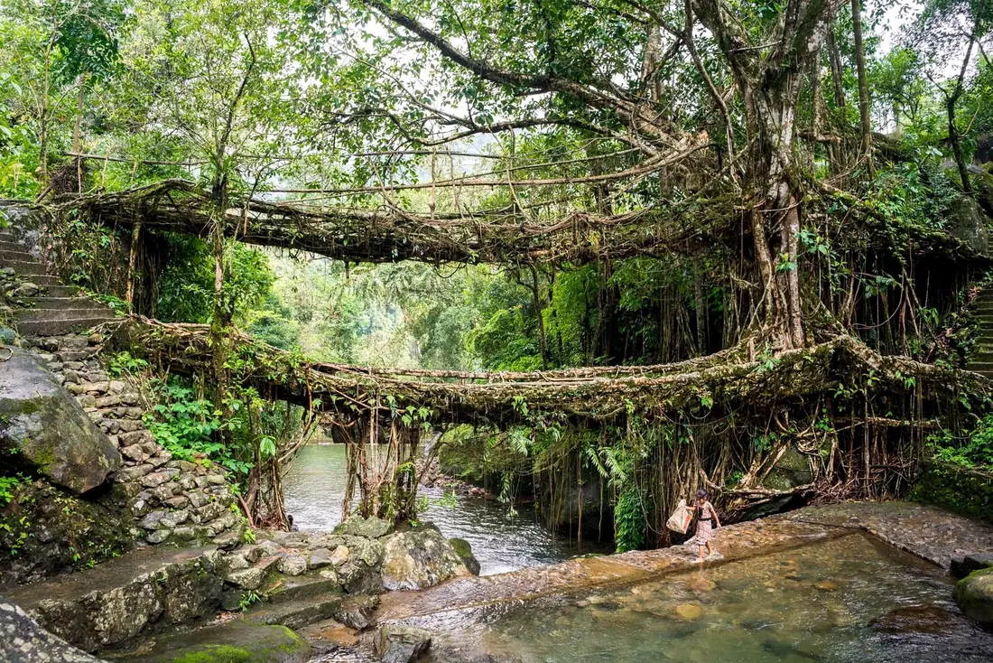 The double-decker living root bridge at Nongriat, woven from rubber tree roots